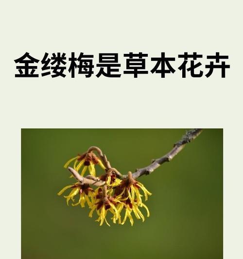 梅花花语的深远意义（用梅花花语传达内心情感的奥秘）