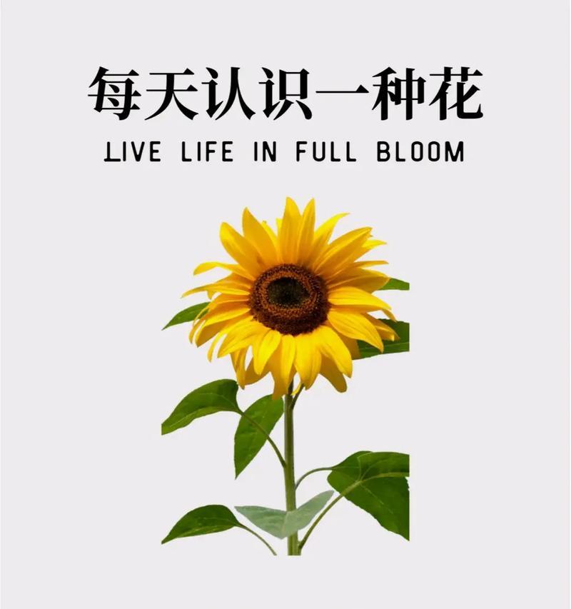 向日葵（明亮的笑容，温暖的感触）