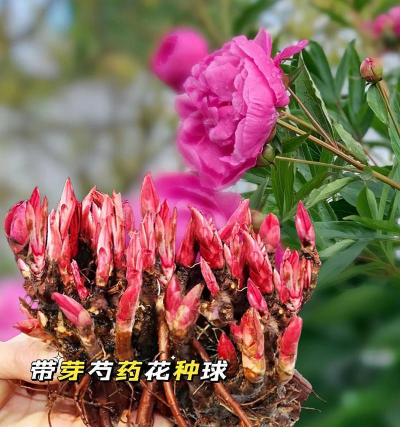 白芍花（花语与神话，白芍花的美丽传承与传说）