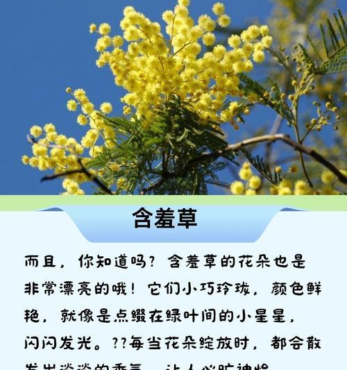 含羞草的花语与心理暗示（揭示含羞草的花语，了解其心理寓意与人生启示）