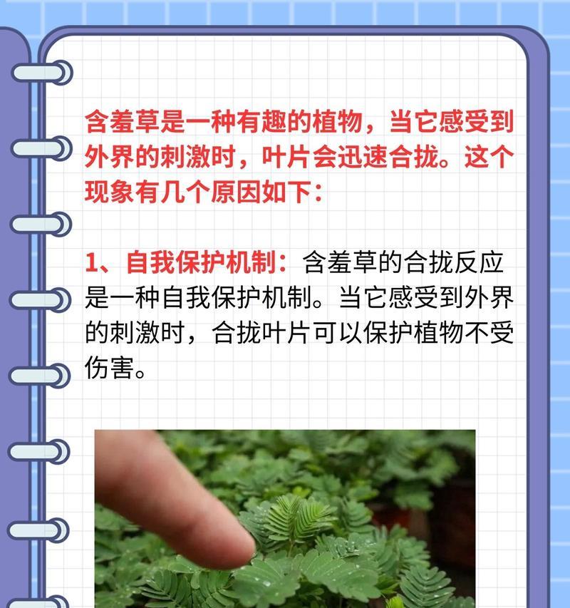 含羞草的花语与心理暗示（揭示含羞草的花语，了解其心理寓意与人生启示）