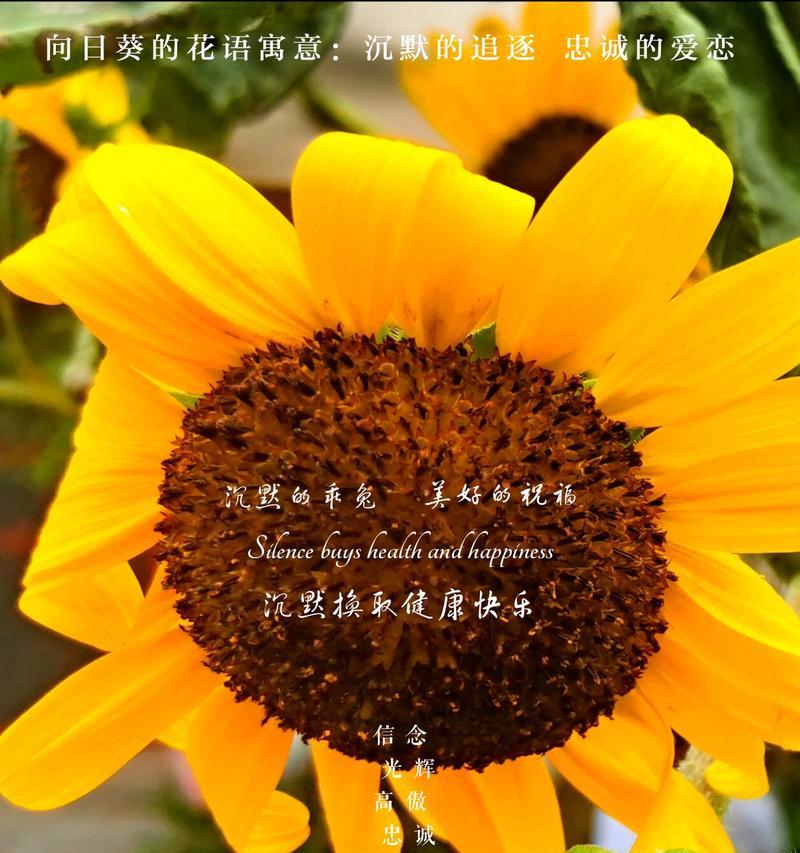 向日葵的花语与象征寓意是什么？（探索向日葵的意义与象征）