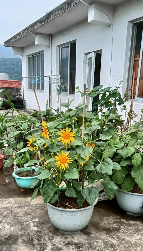 向日葵的花语与象征寓意是什么？（探索向日葵的意义与象征）