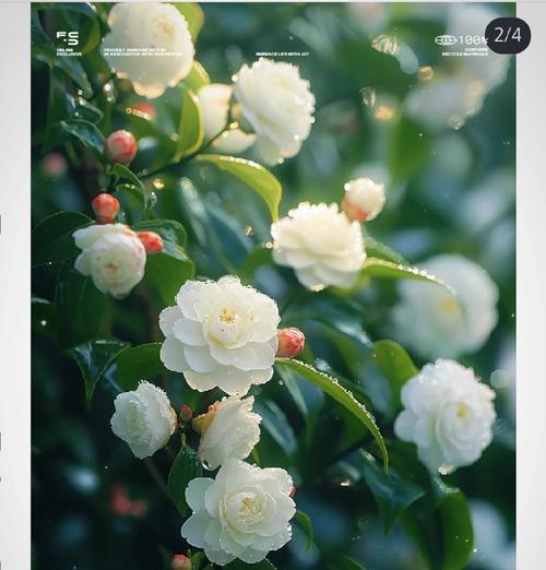 山茶花的花语——传递爱与希望的美丽使者（热爱、坚韧、青春、纯洁、自由、温暖）