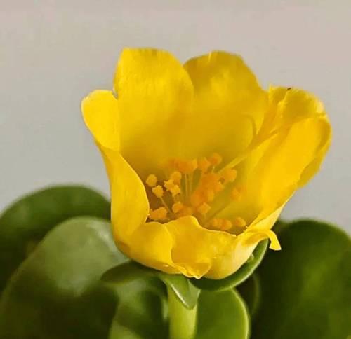 以代表财富的植物为主题的文章（传承财富与繁荣的植物世界）