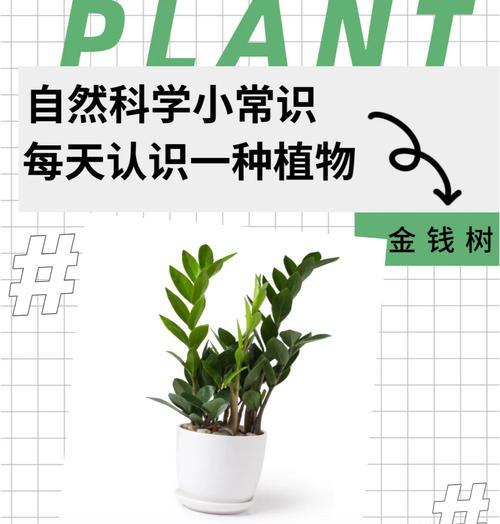以代表财富的植物为主题的文章（传承财富与繁荣的植物世界）