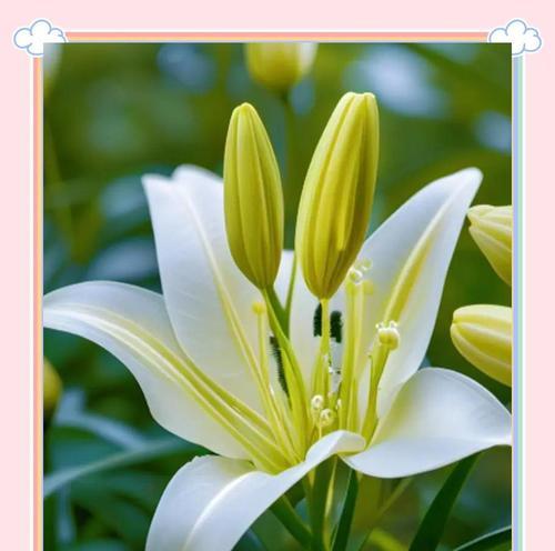 百合花的象征意义（探寻百合花的深层寓意）