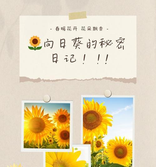 向日葵的寓意——坚强的希望（以向日葵为象征，探寻人生的真谛）