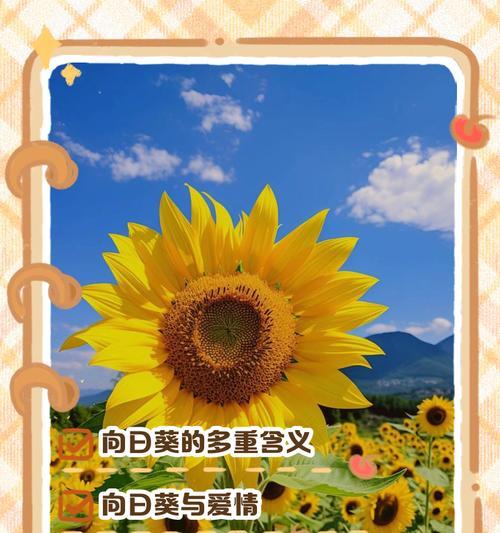 向日葵的寓意——坚强的希望（以向日葵为象征，探寻人生的真谛）