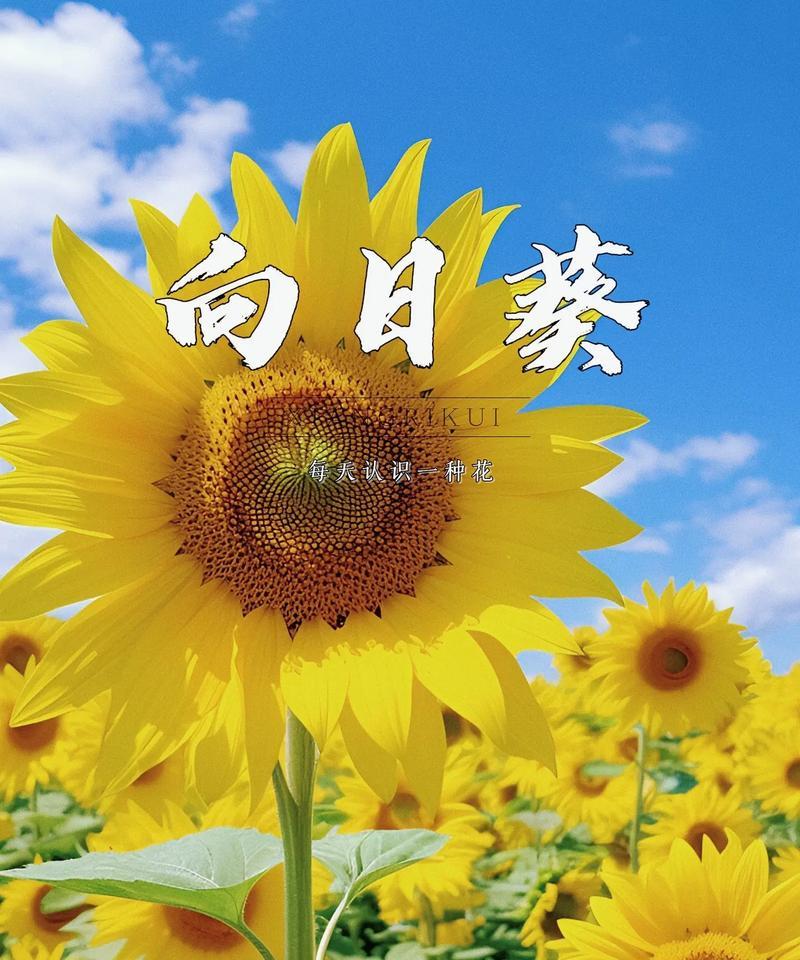 向日葵的寓意——坚强的希望（以向日葵为象征，探寻人生的真谛）