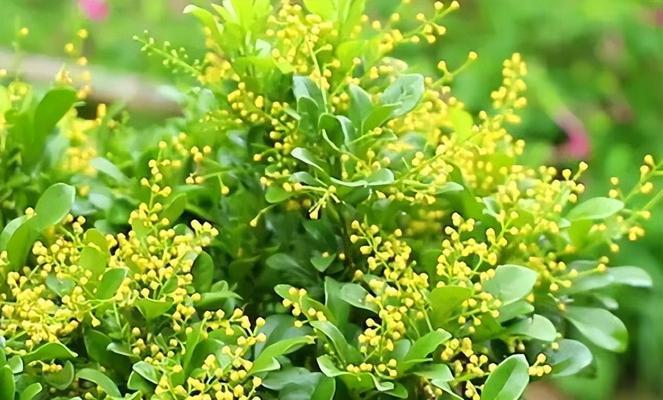 米兰花（探索米兰花的花语及其深层意义）