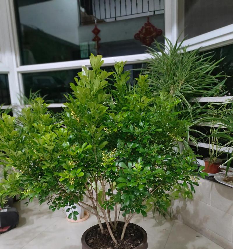 米兰花（探索米兰花的花语及其深层意义）