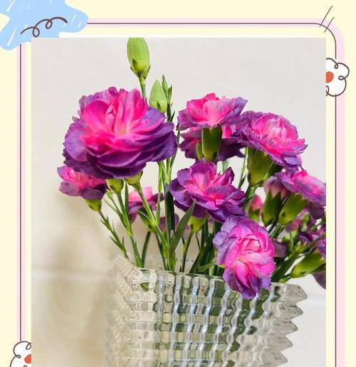 多头康乃馨（探寻多头康乃馨的花园奇迹）