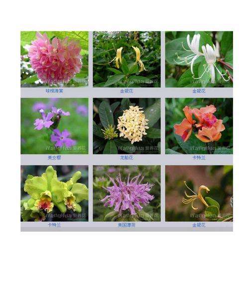 菖蒲花的花语和寓意（传说故事中的菖蒲花）