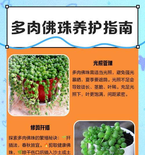 多肉佛珠盛开的奇迹（多肉佛珠开花的意义及传说）