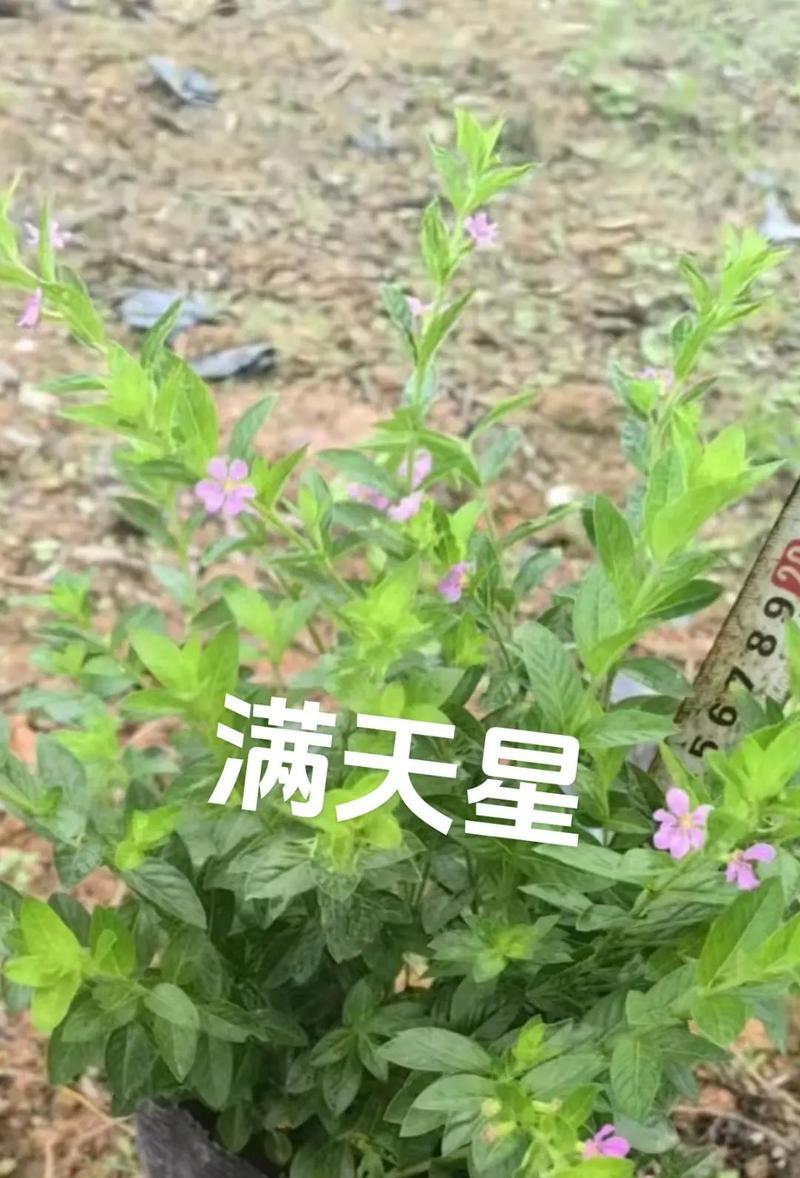 满天星花的美丽与寓意（追寻花海的浪漫之旅）