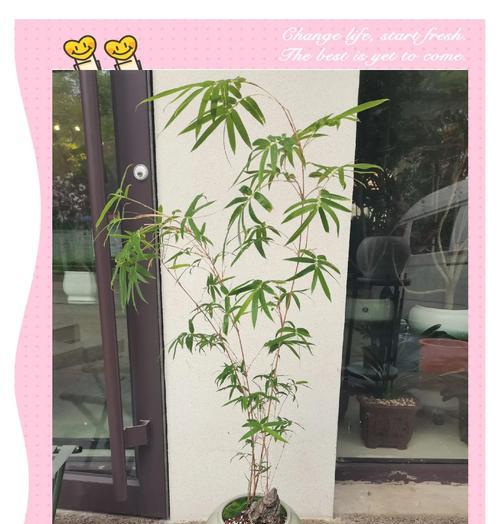 竹子的象征意义与深远影响（探索竹子在文化、艺术和生活中的多重意义）