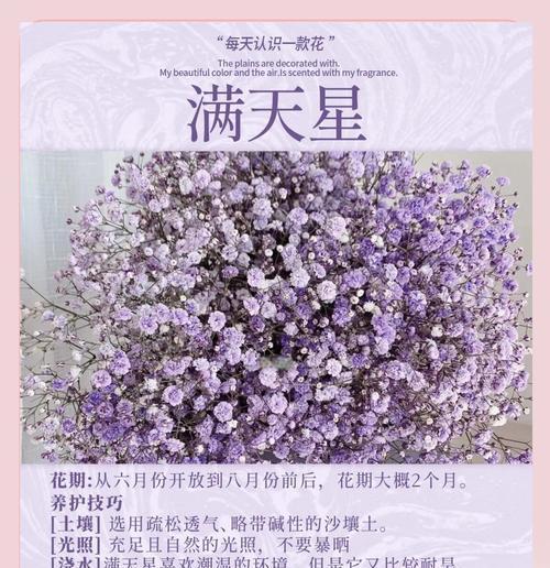 满天星花的美丽与寓意（追寻花海的浪漫之旅）