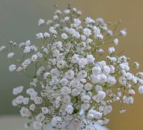 满天星花的美丽与寓意（追寻花海的浪漫之旅）