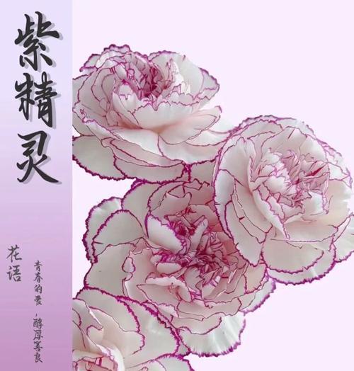 康乃馨花语的深刻寓意（探索康乃馨的美丽花语世界）