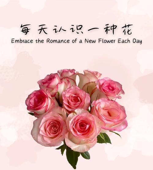 粉红色玫瑰花的美丽与象征意义（探寻粉红色玫瑰的花语与文化价值）