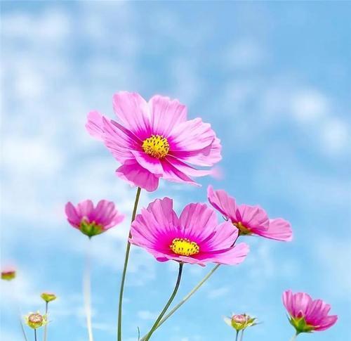 格桑花的寓意和花语（探寻格桑花的秘密，传递勇敢与坚韧的力量）