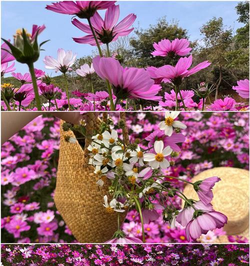 格桑花的寓意和花语（探寻格桑花的秘密，传递勇敢与坚韧的力量）
