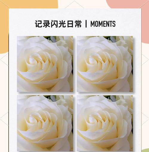 白玫瑰花语与适合送的人群（传达纯洁与无垢之情感，表达对纯真与真诚的爱意）
