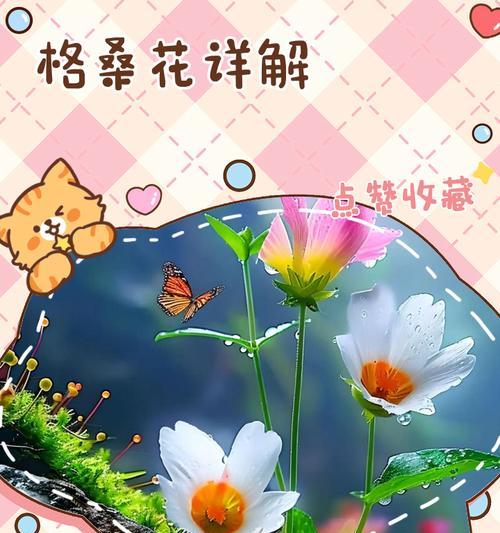 格桑花的寓意和花语（探寻格桑花的秘密，传递勇敢与坚韧的力量）