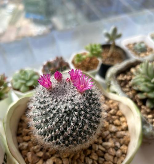 仙人球花开，纯白之美（仙人球花的寓意与魅力）