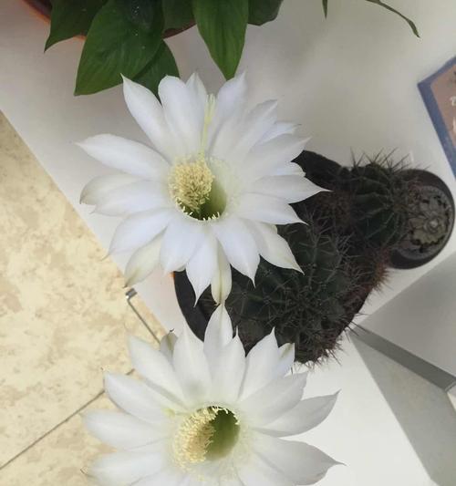 仙人球花开，纯白之美（仙人球花的寓意与魅力）