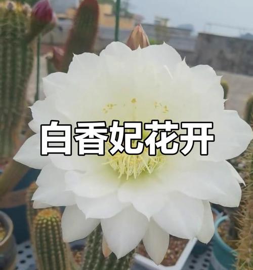 仙人球花开，纯白之美（仙人球花的寓意与魅力）