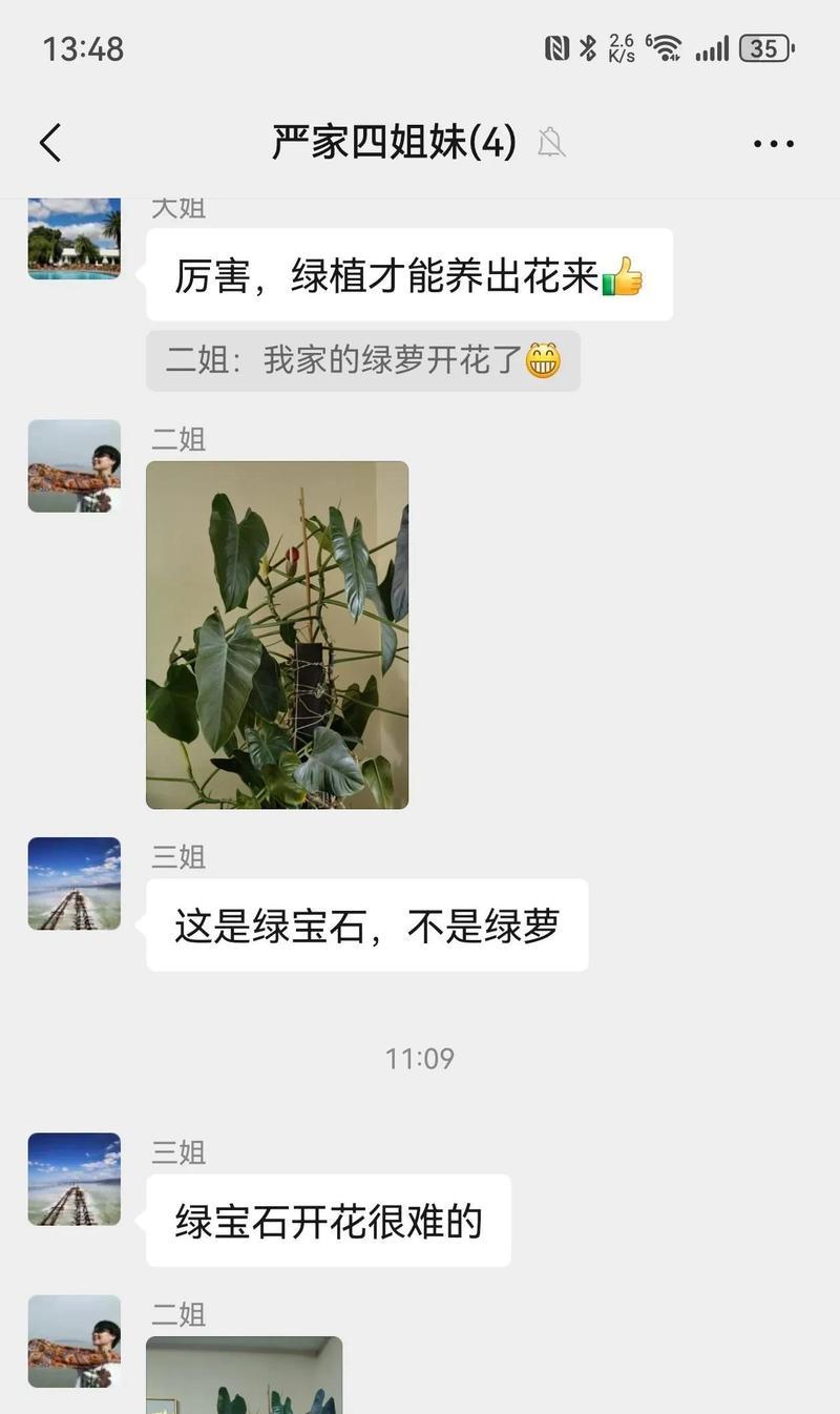 绿萝开花的神秘预兆（揭开绿萝开花的奥秘，透视未来的可能性）