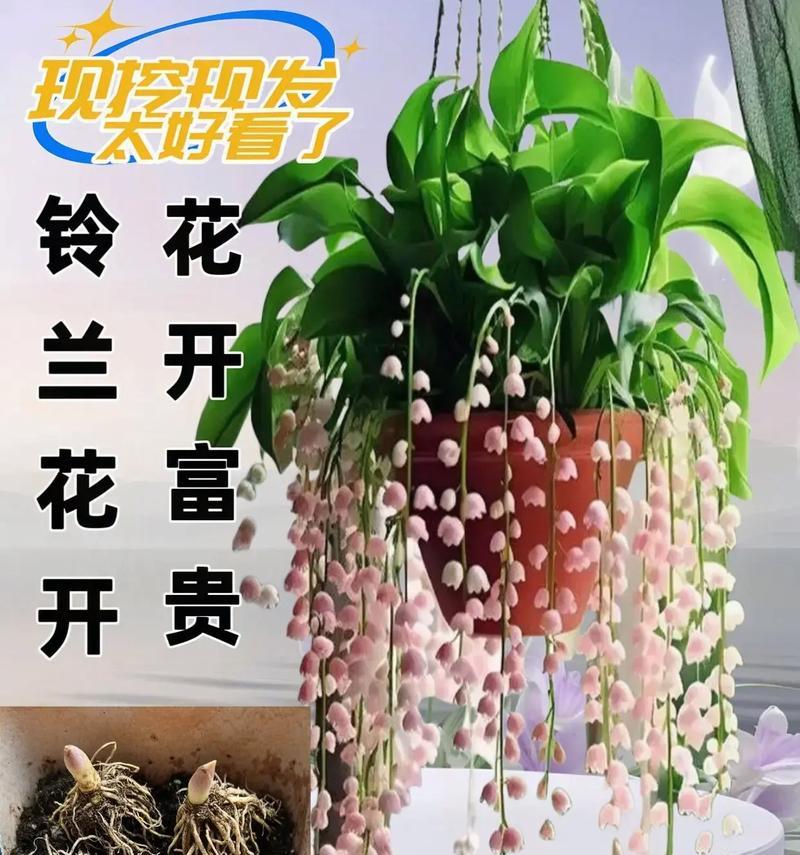 绿萝开花的神秘预兆（揭开绿萝开花的奥秘，透视未来的可能性）