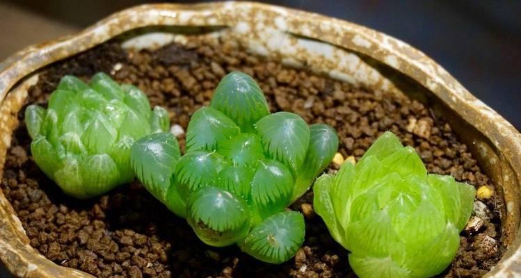 吉祥多肉植物的魅力（以寓意吉祥的多肉植物为主题，传递幸福与好运）