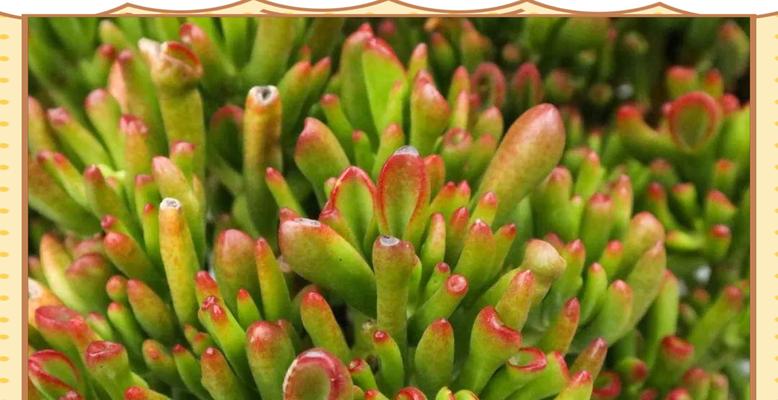 吉祥多肉植物的魅力（以寓意吉祥的多肉植物为主题，传递幸福与好运）