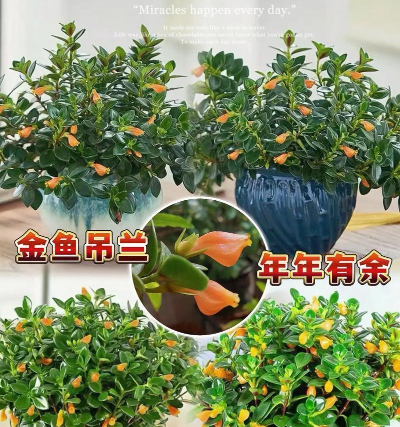 吊兰花语解读（探寻吊兰的花语之美，传递生活中的喜悦与愿景）