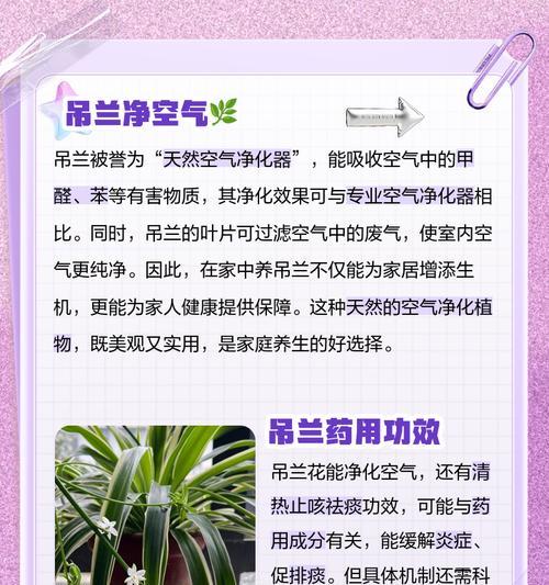 吊兰花语解读（探寻吊兰的花语之美，传递生活中的喜悦与愿景）