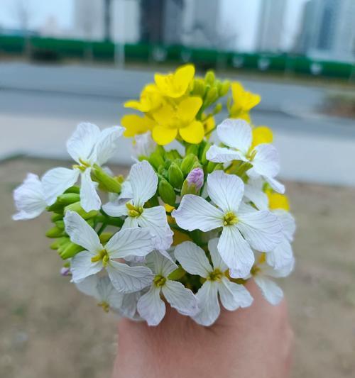 原谅我——百合花的花语（用百合花传达对他人的原谅之意）