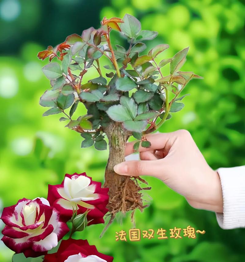 56朵玫瑰花的花语（浪漫与深情之间，一束玫瑰的告白）