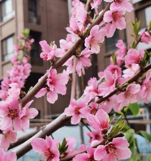 春天之花-绽放于大地的美丽（探秘春天花海，领略大自然的瑰丽）