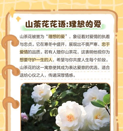 执着与希望的盛开——以郁金香花语为主题的文章（一朵执着的郁金香，传递希望与坚持的力量）