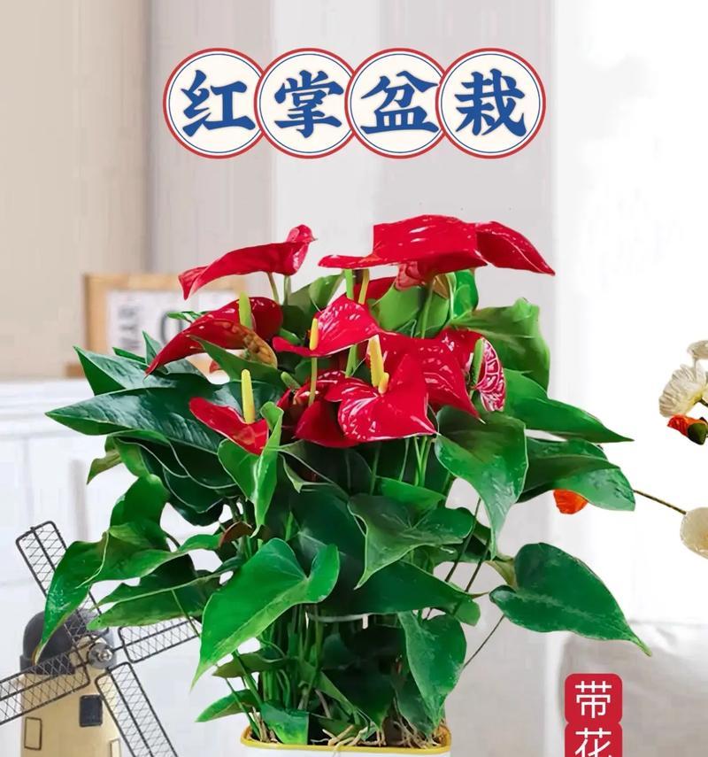 红掌寓意与象征风水之奇妙（探究红掌在风水学中的重要代表意义）