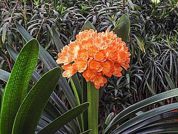 君子兰花的象征意义与寓意（君子兰花）