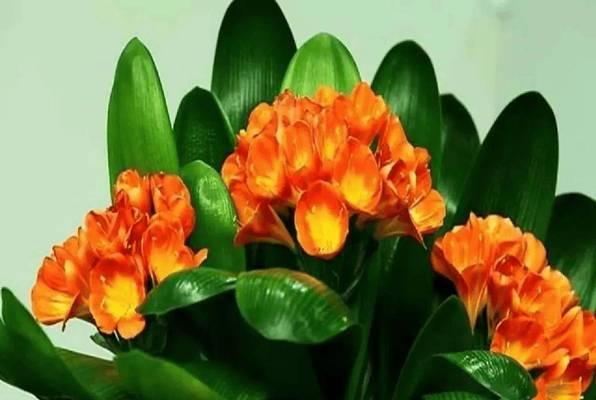君子兰花的象征意义与寓意（君子兰花）