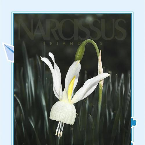 以蓝色妖姬的花语传递情感（探寻花语之美，送给心仪之人）