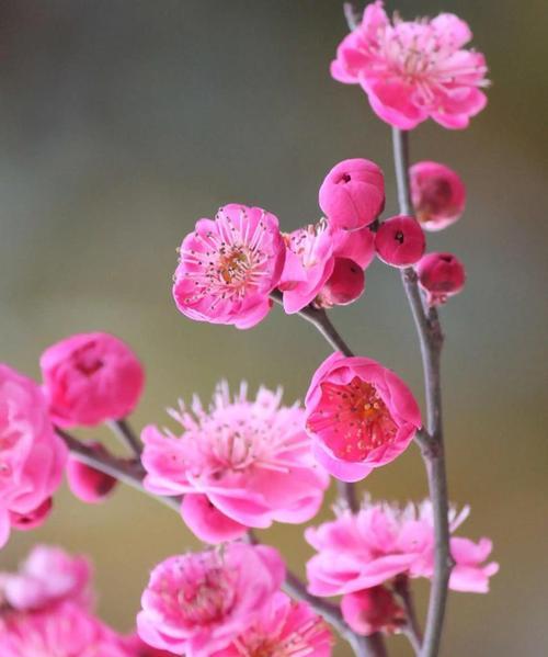 梅花吉祥之美（以梅花代表吉祥的历史渊源与文化传承）