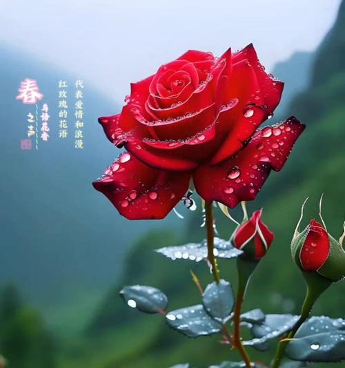 红玫瑰花语大全及寓意解析（红玫瑰花语的浪漫与深情）