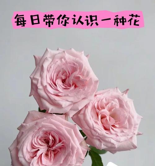 淡粉色玫瑰的花语与寓意（探索淡粉色玫瑰花语的意义与情感表达）
