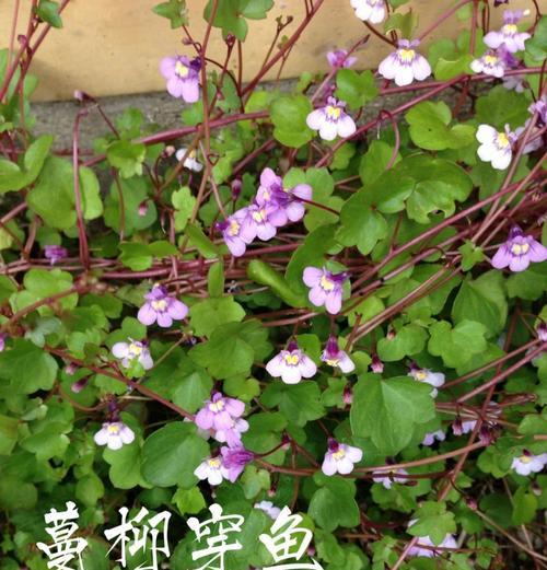 柳穿鱼的花语与文化背景（探索柳穿鱼的美丽寓意——花语与文化传承）